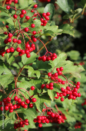 The beautiful red berries of Viburnum opulus against green summer foliage. Also known as Guelder rose or snowball tree. Copyspace above right.