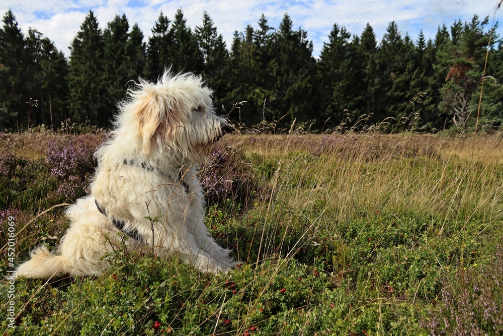 Goldendoodle in blühender Heide Goldendoodle in blühender Heide