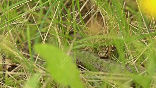 Schlingnatter (Coronella austriaca) im Gras.