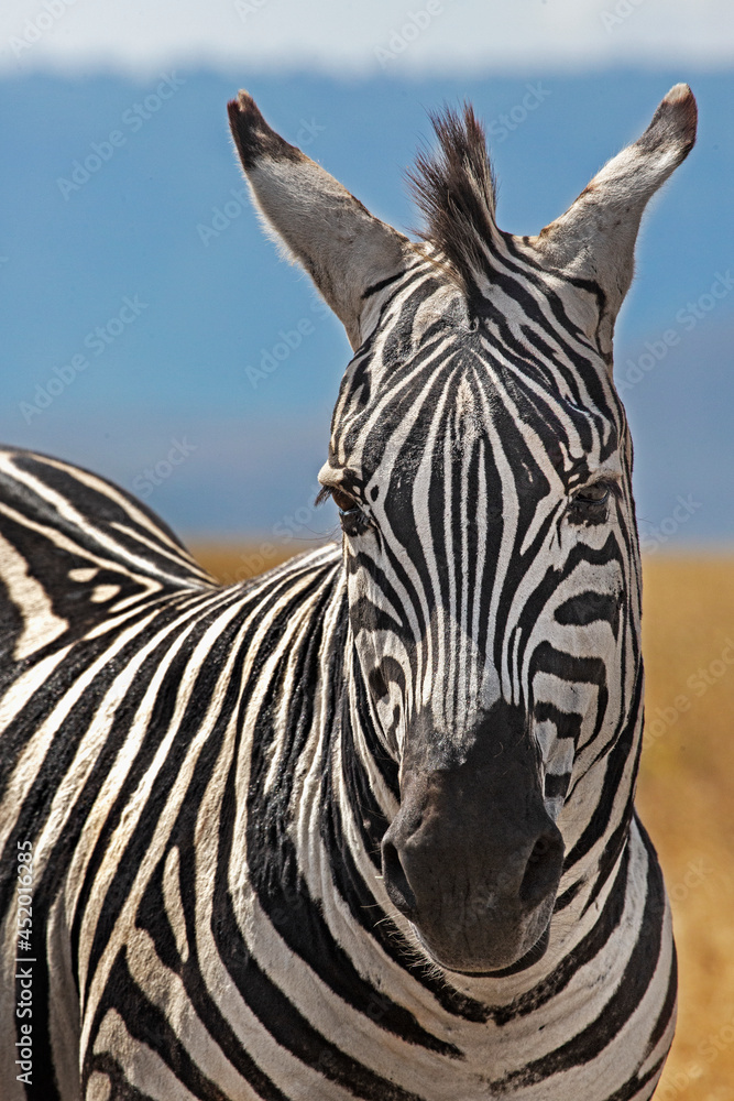 Naklejka premium Zebra in Ngorongoro crater, Tanzania