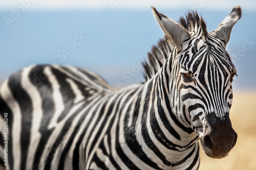 Zebra in Ngorongoro crater  Tanzania
