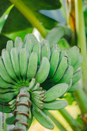 Wallpaper Mural banana on tree Torontodigital.ca