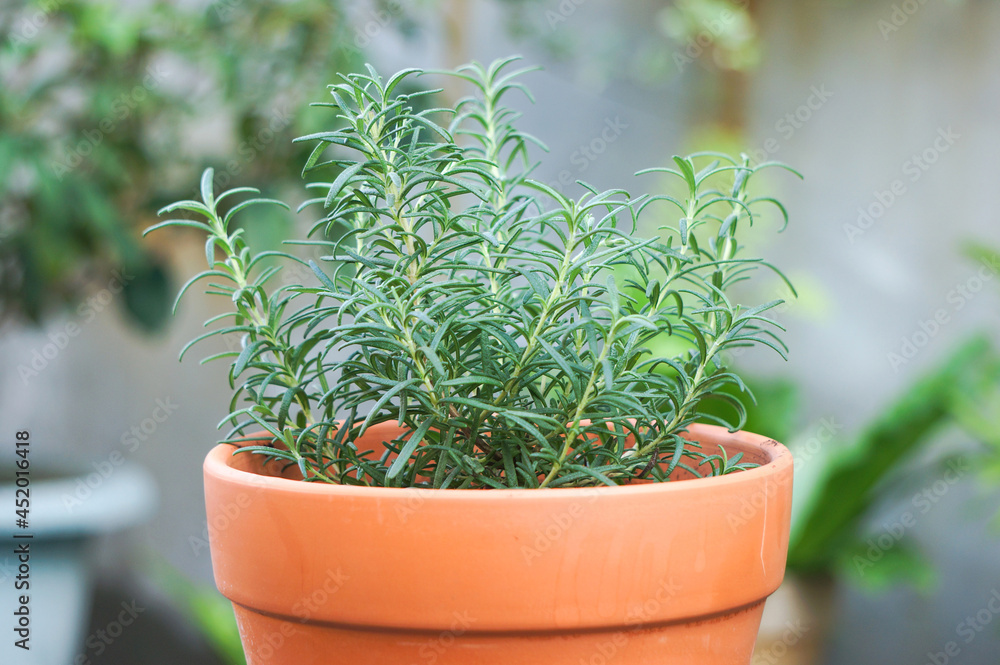 Green rosemary in the pot. Natural herbs in the garden.