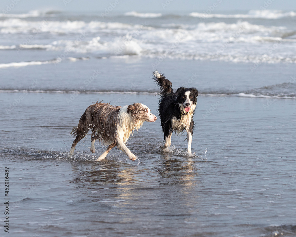 two happy border collie dogs running playful in the ocean