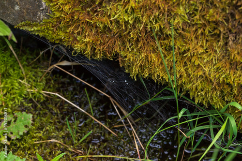 Spider web above the pond. Moss grows on the rock. photo