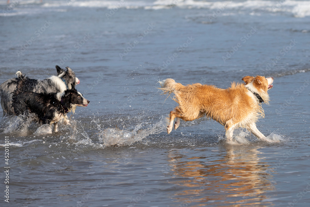 group of border collies running in shallow water