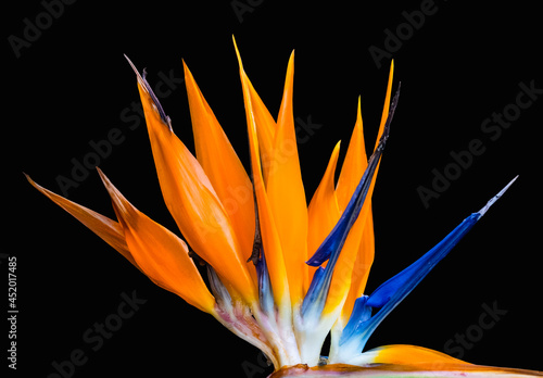 golden petal crown atop bird of paradise flower closeup black background