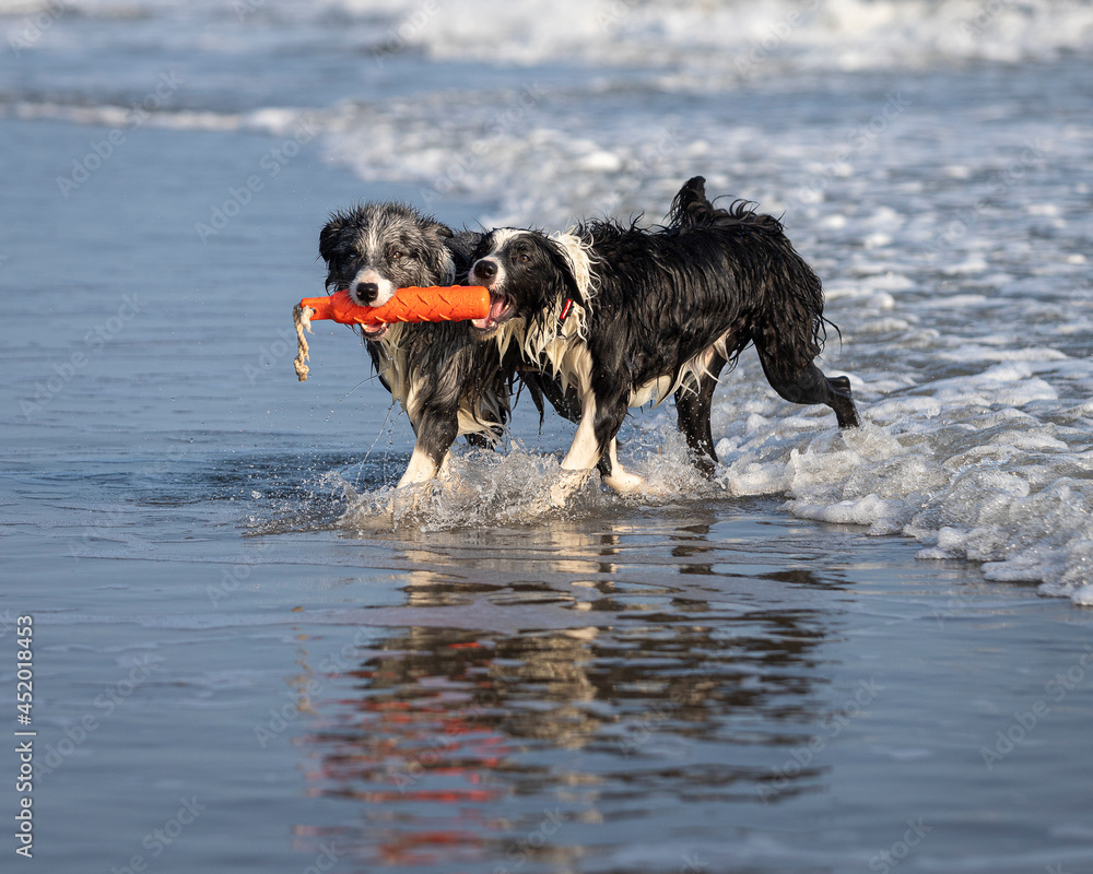 happy dogs playing with a red toy in shallow water