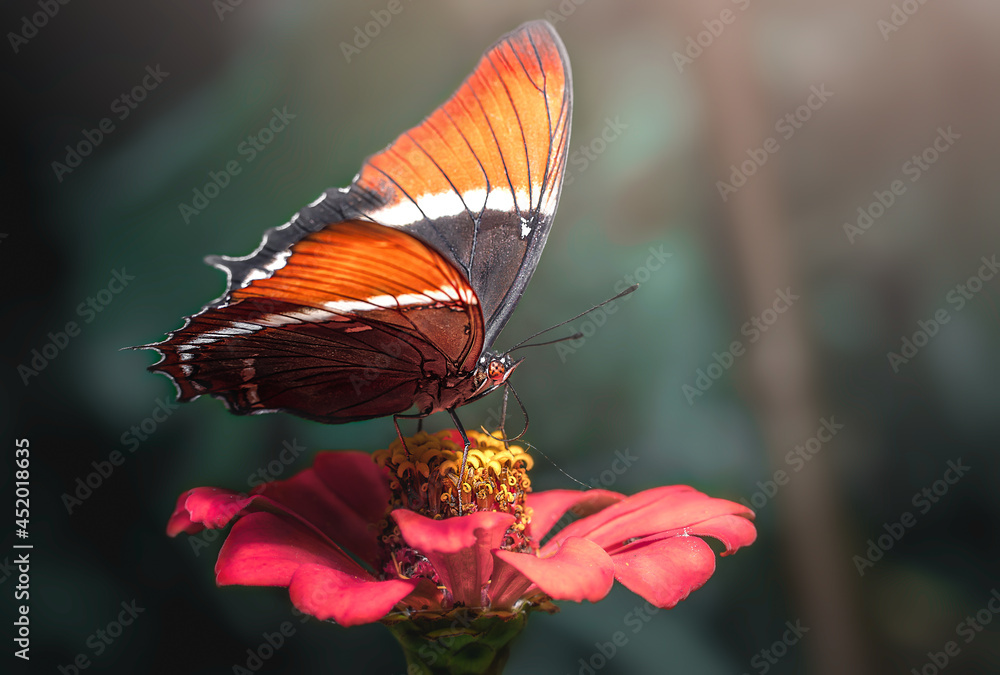 Obraz premium Amazing butterfly on flower