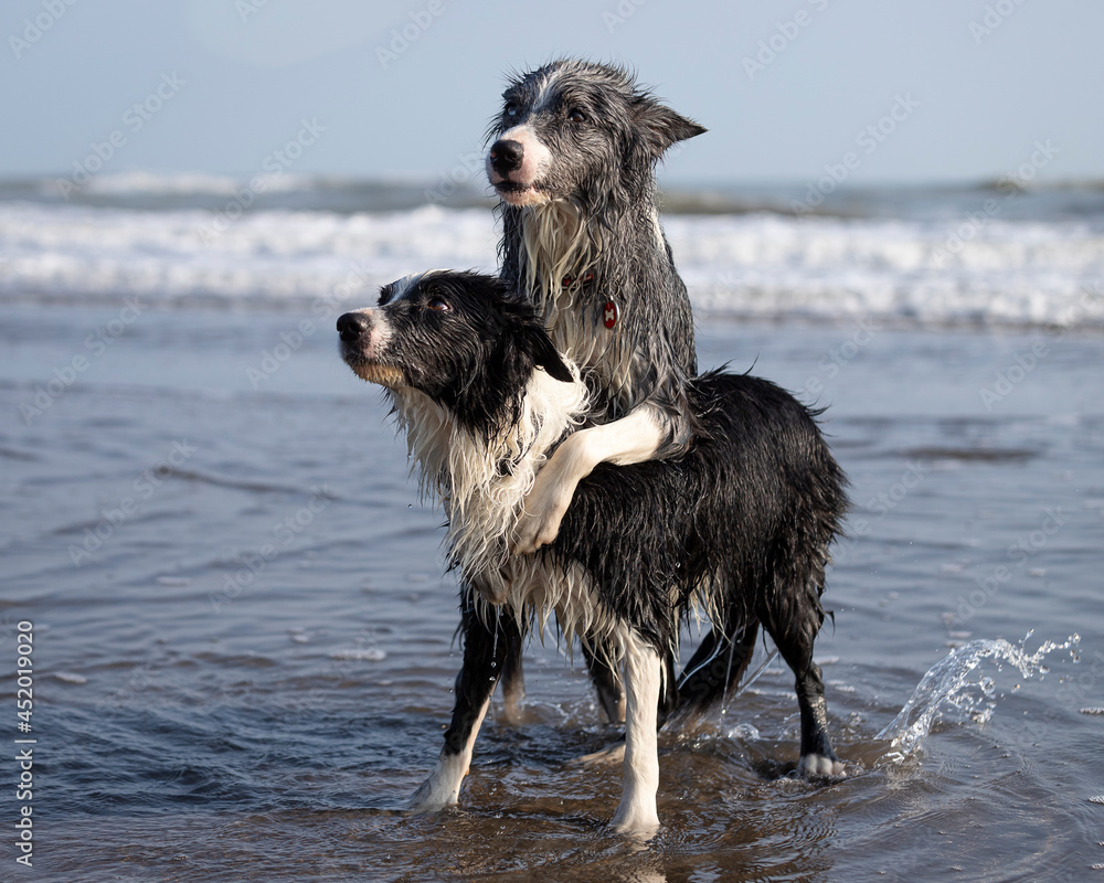 border collie dogs performing tricks on the beach