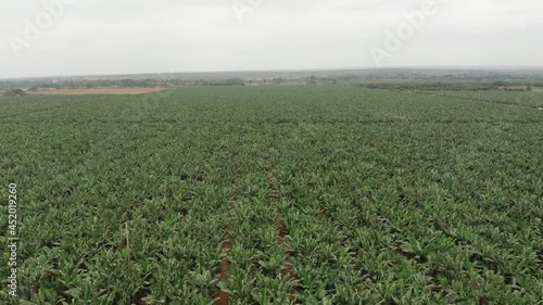 Traveling front over banana cultivation , Caxito in Angola, Africa photo