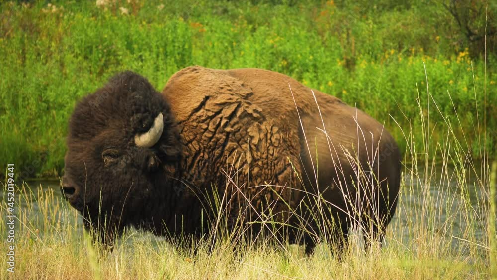 Bison in grasslands next to river licks its nose; sideview of shaggy fur coat Bison in grasslands next to river licks its nose; sideview of shaggy fur coat