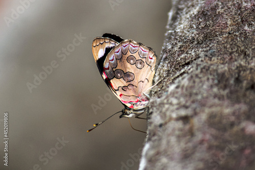 Una mariposa con el número 88 en sus alas de la familia de las Nymphalidae. photo