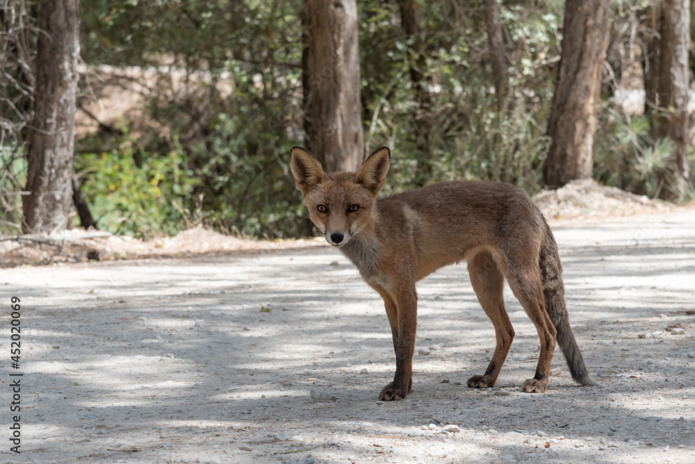 Fox on a path in the Sierra de Cazorla, waiting to be fed by a tourist. Fox on a path in the Sierra de Cazorla, waiting to be fed by a tourist.
