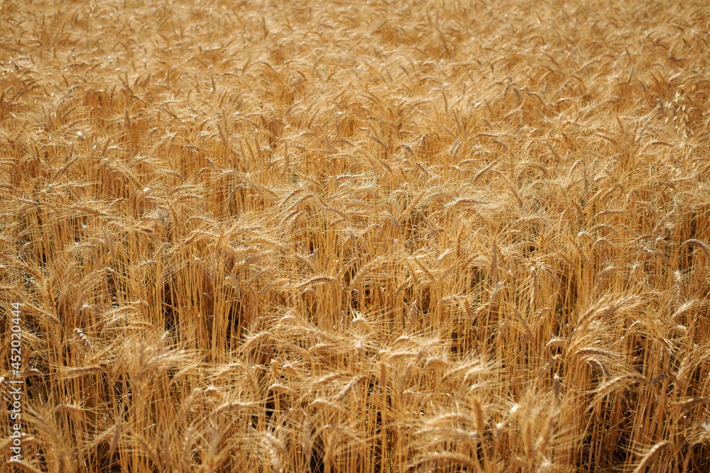 Close up of barley growing in field Close up of barley growing in field