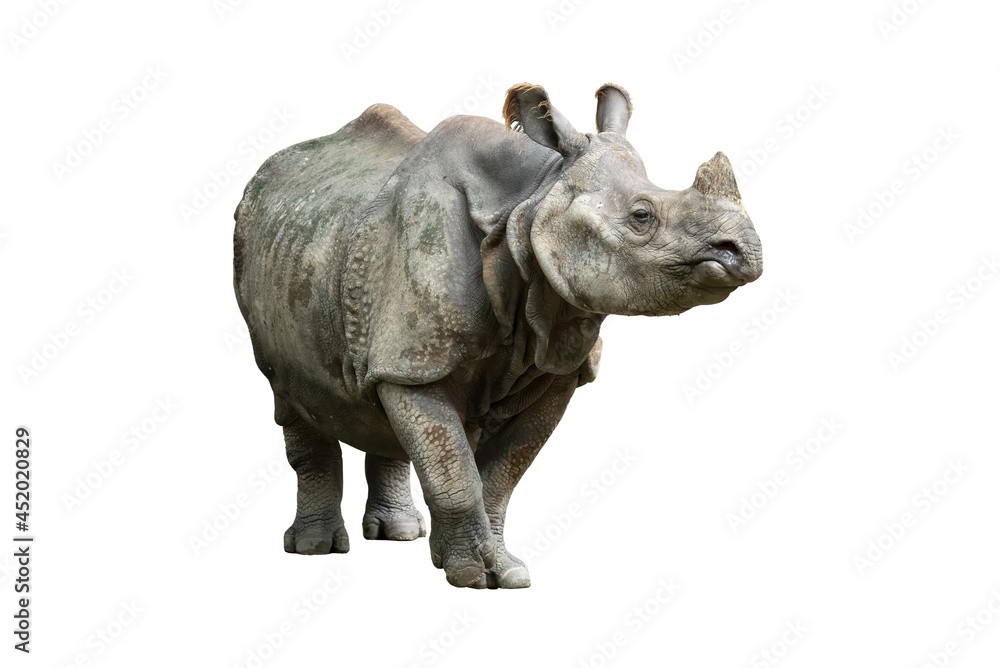 Fototapeta premium Indian rhinoceros standing isolated on white background