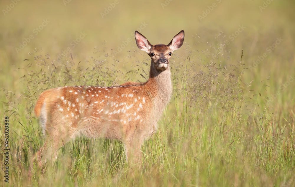 Red deer calf standing in the meadow in summer Red deer calf standing in the meadow in summer