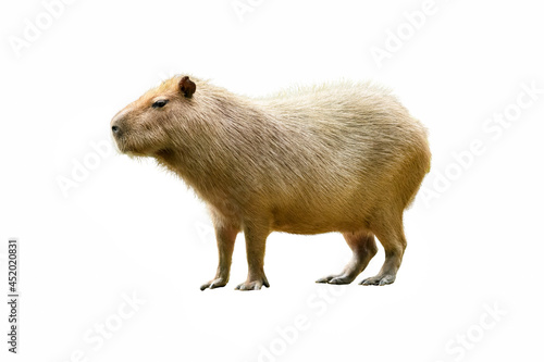 Capybara standing isolated on white background