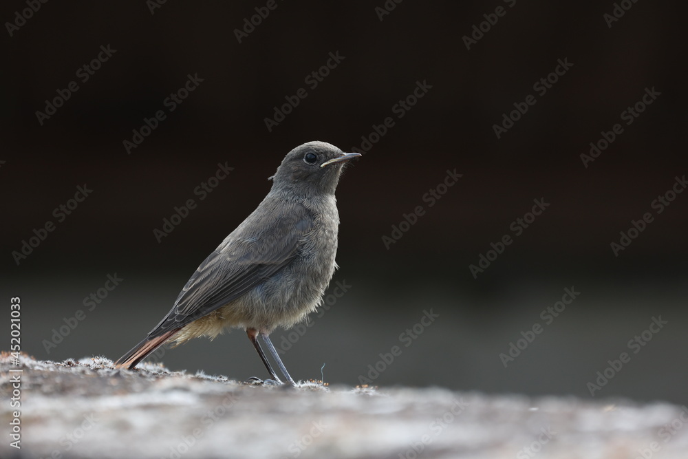 Redstart sits on the roof of the house Redstart sits on the roof of the house