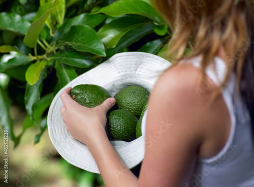 Young woman picking avocados and placing them in hat photo