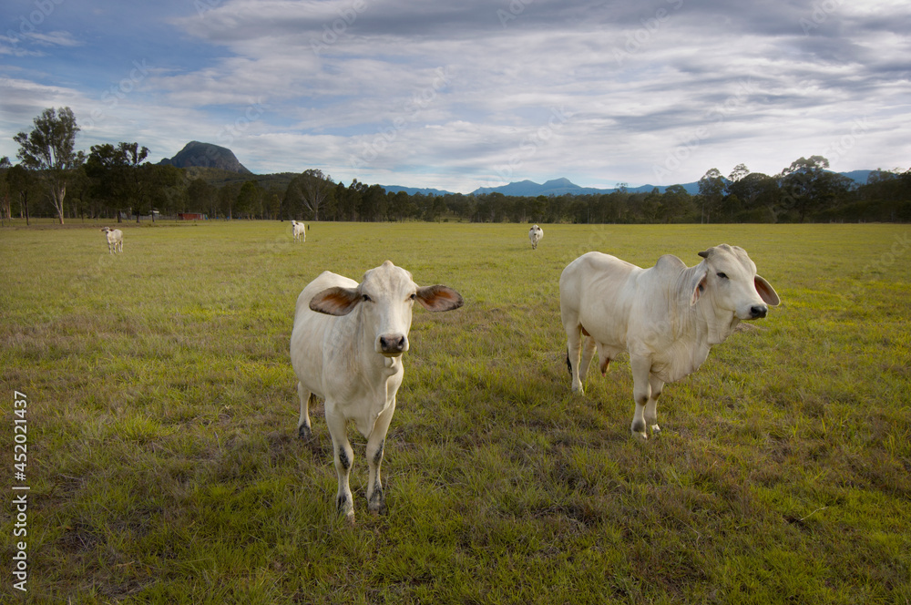 Australian Brahman Cattle grazing in field Australian Brahman Cattle grazing in field