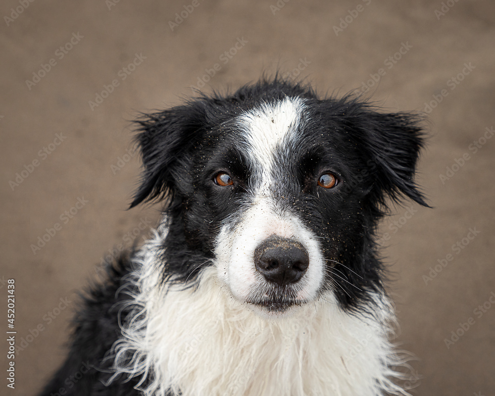 head of young collie dog sitting on sandy beach