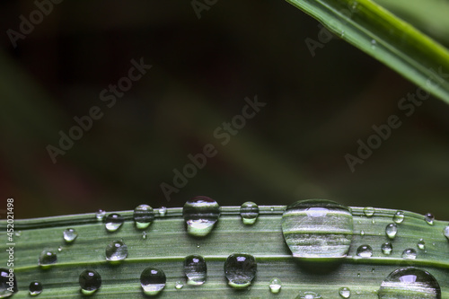 Obraz na plátně pasto mojado con gotas de lluvia