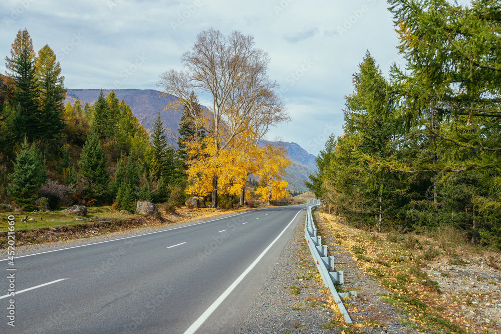 Colorful autumn landscape with birch tree with yellow leaves in sunshine near mountain highway. Bright alpine scenery with mountain road and trees in autumn colors. Highway in mountains in fall time.