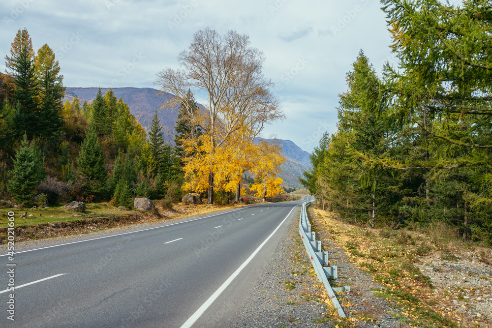 Colorful autumn landscape with birch tree with yellow leaves in sunshine near mountain highway. Bright alpine scenery with mountain road and trees in autumn colors. Highway in mountains in fall time. Colorful autumn landscape with birch tree with yellow leaves in sunshine near mountain highway. Bright alpine scenery with mountain road and trees in autumn colors. Highway in mountains in fall time.