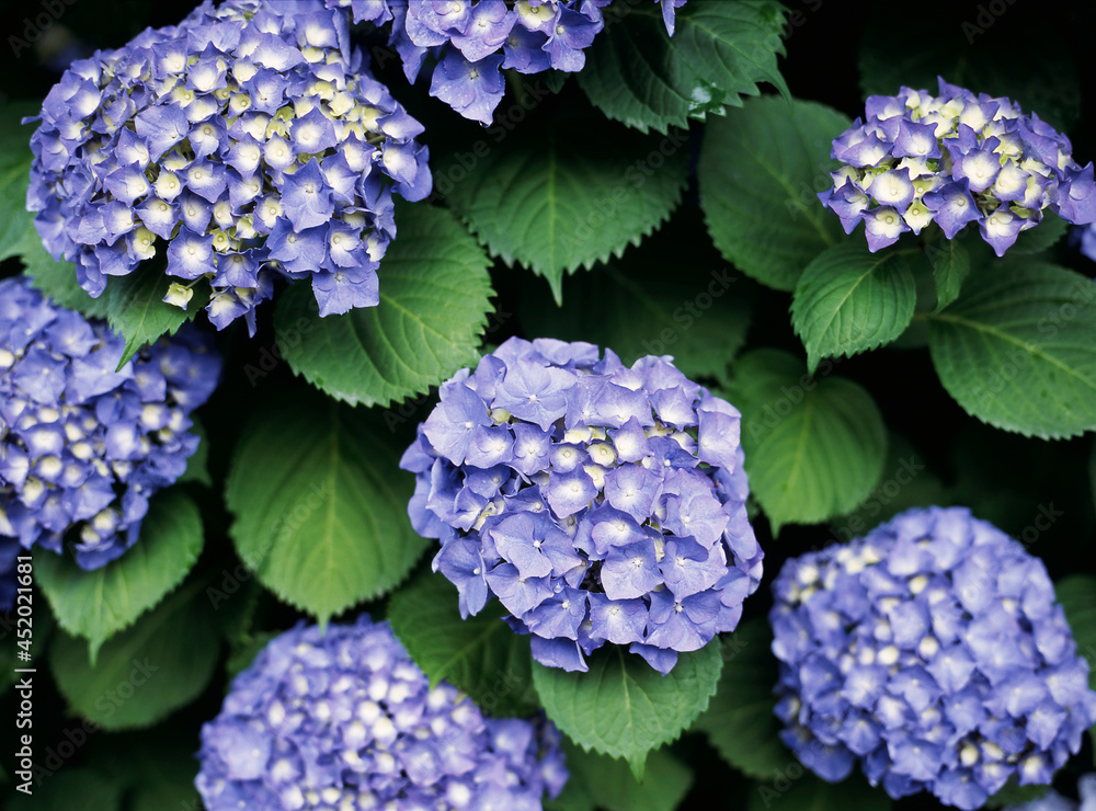 Bush full of large blue hydrangea flower heads Bush full of large blue hydrangea flower heads
