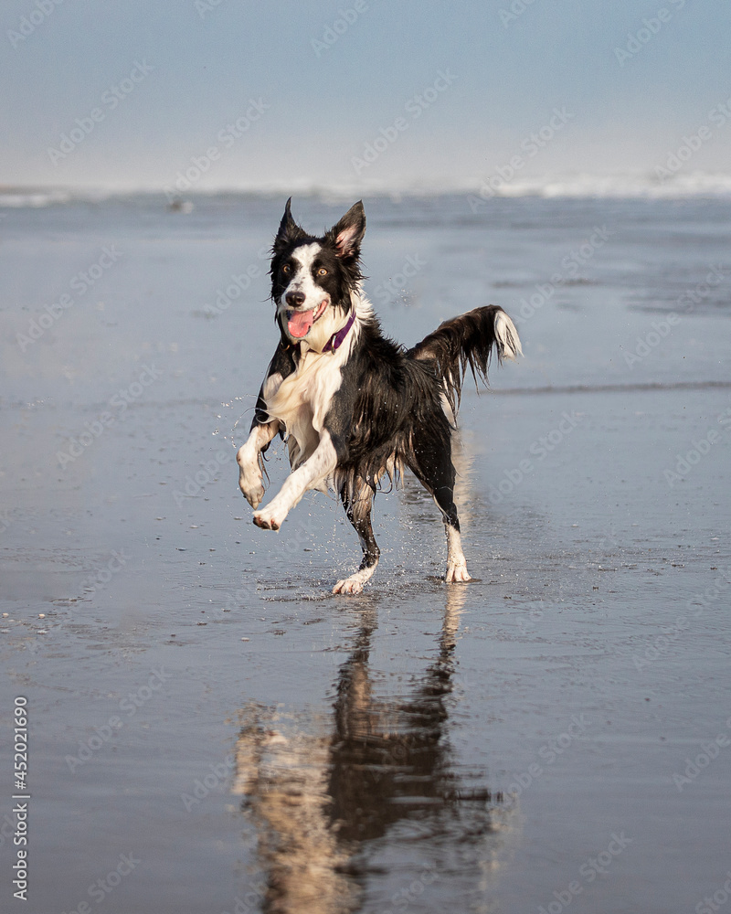 border collie dog running happy in shallow water on the beach border collie dog running happy in shallow water on the beach