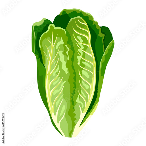 Romano lettuce isolated on white background. Kind salad in flat style. Agriculture symbol for any purpose.