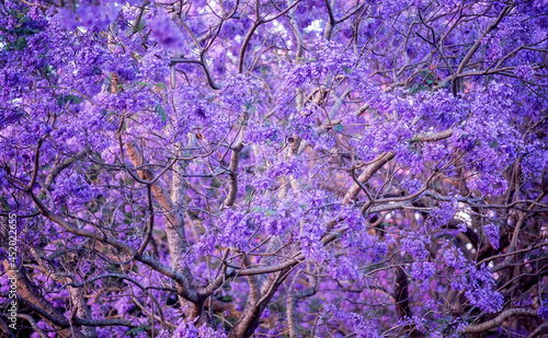Tree in full bloomwith purple jacaranda flowers photo