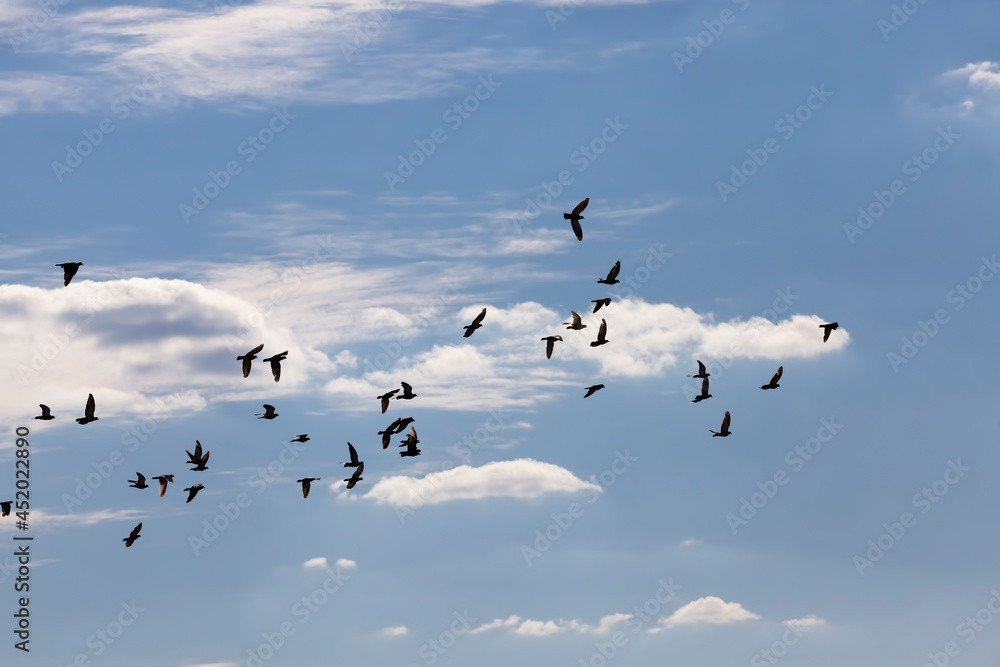 Fototapeta premium a flock of pigeons flying in the blue sky