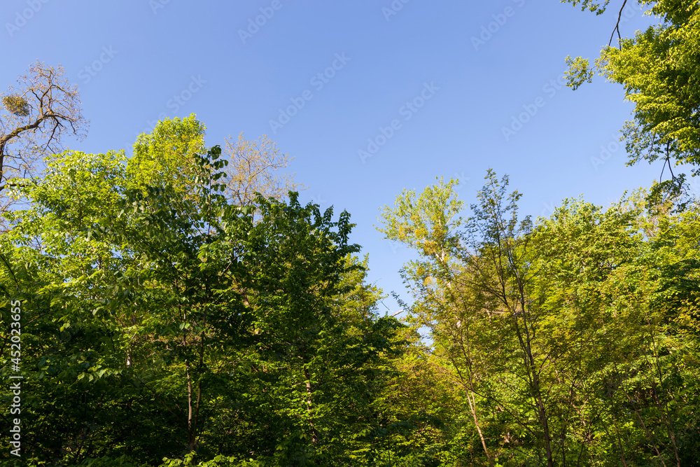 foliage of the trees is illuminated by bright sunlight