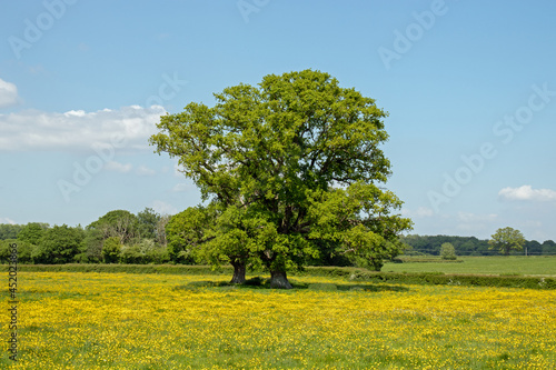 Old oak tree in the summertime countryside.