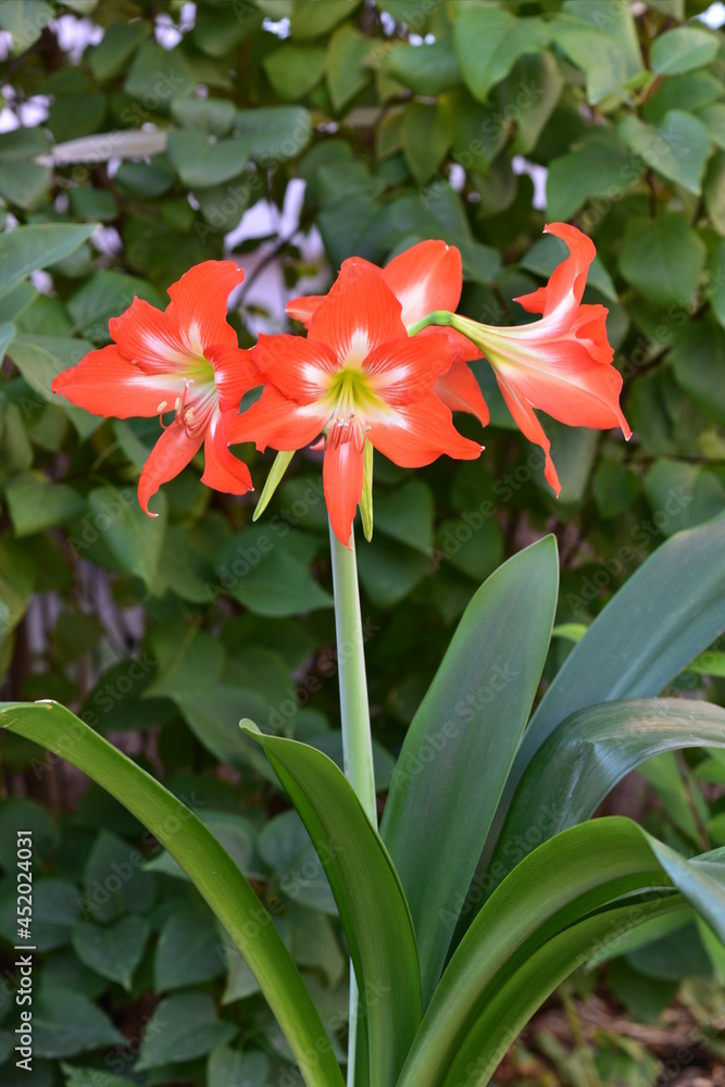 Hippeastrum, bulbous plant with orange flowers Hippeastrum, bulbous plant with orange flowers