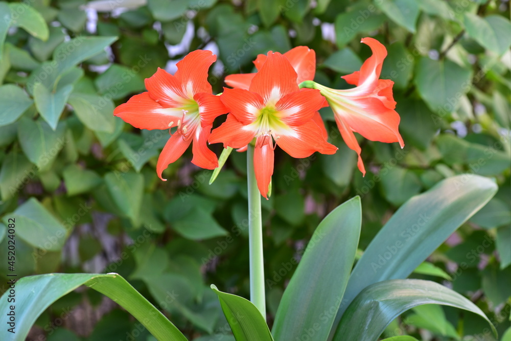 Hippeastrum, bulbous plant with orange flowers Hippeastrum, bulbous plant with orange flowers