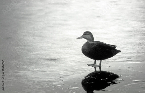 Duck on the frozen lake shore