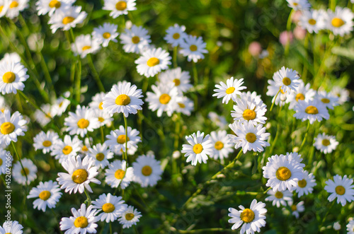 Beautiful white oxeye daisy flowers or leucanthemum on flowerbed