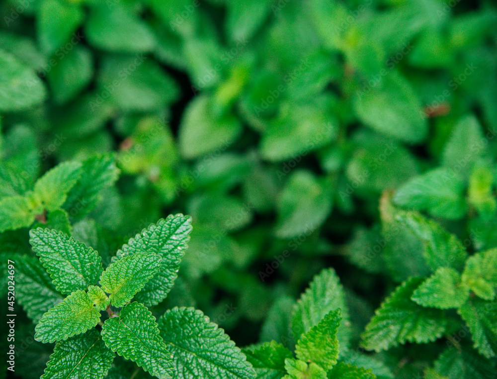 Green leaves of melissa. Lemon balm in the garden. Rural nature. Organic agriculture. A herbaceous plant in the wild. Green leaves of melissa. Lemon balm in the garden. Rural nature. Organic agriculture. A herbaceous plant in the wild.