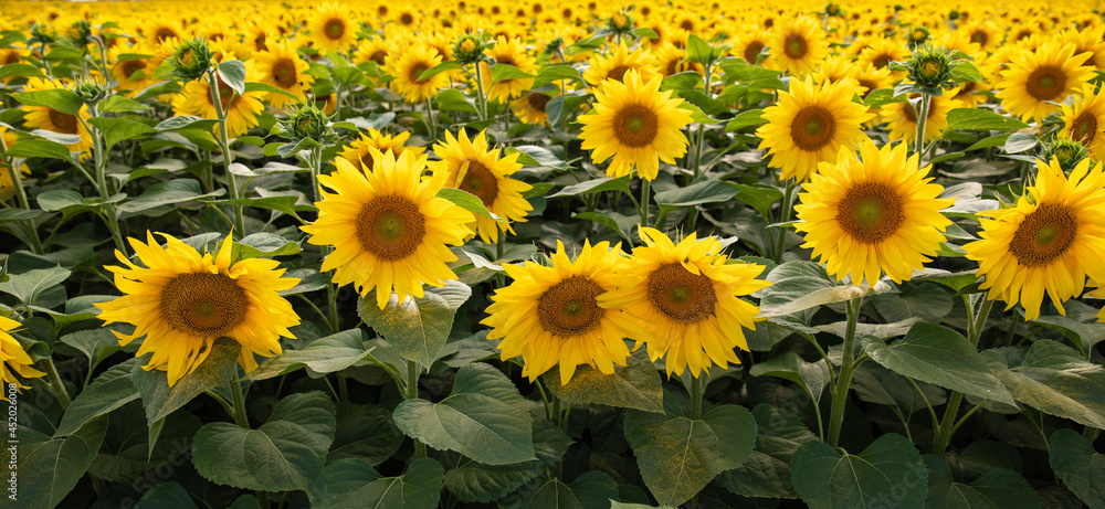 Viele Sonnenblumen Blick von oben Viele Sonnenblumen Blick von oben