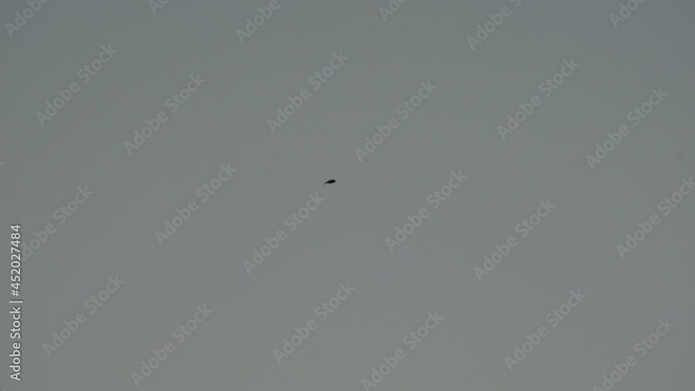 Alone swallow Bird Flying High In The Clear Gloomy Sky Below The Thin Clouds - static shot Alone swallow Bird Flying High In The Clear Gloomy Sky Below The Thin Clouds - static shot