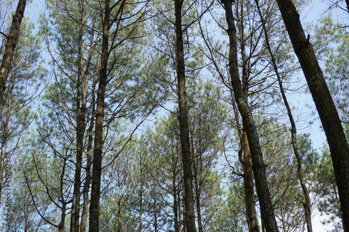 The athmosphere of pinus pengger with a natural background