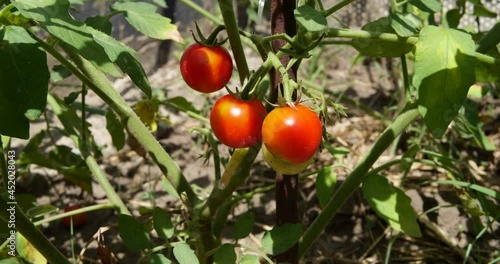 ripe cherry tomatoes hang on a branch in the garden on a sunny day