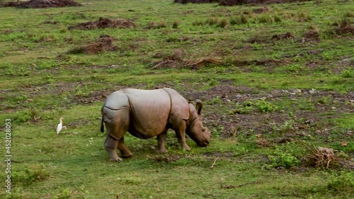 rhino walking in the wild at morning from top angle photo