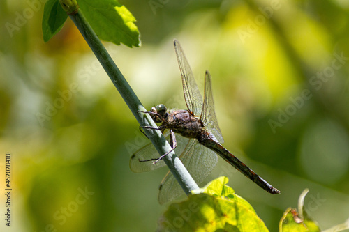 Wallpaper Mural libellula verde Torontodigital.ca