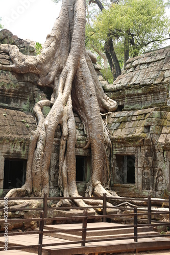 View of huge roots of tree covering old temple Angkor Wat in Cambodia.