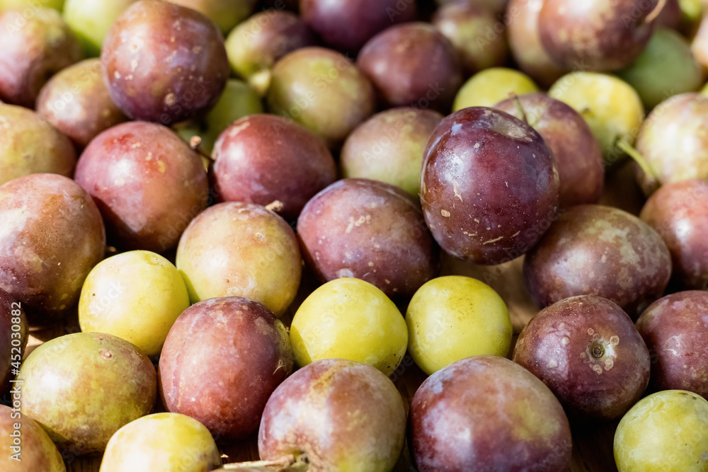 a lot of freshly picked ripe green and purple plums lie on the surface a lot of freshly picked ripe green and purple plums lie on the surface