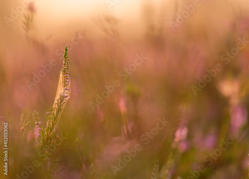 Heidekraut (Calluna vulgaris) zum Sonnenaufgang in der Lüneburger Heide